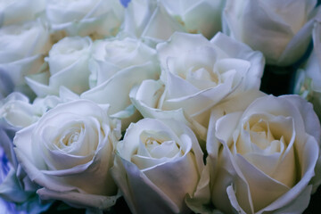 Close-Up of White Rose Bloom in Natural Sunlight - Elegant Floral Photography