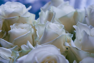 Close-Up of White Rose Bloom in Natural Sunlight - Elegant Floral Photography