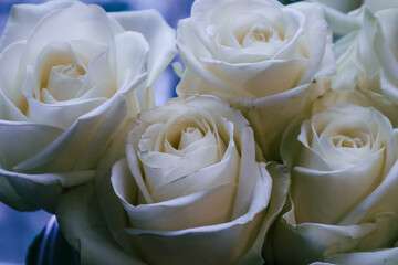 Close-Up of White Rose Bloom in Natural Sunlight - Elegant Floral Photography