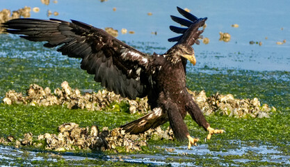 Juvenile Bald Eagle