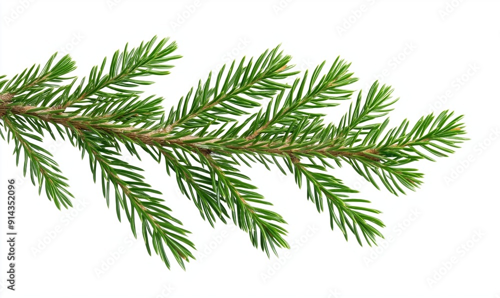 Aufkleber bright green spruce branch is extending into the white space with its many needles. the branch is is