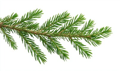 Bright green spruce branch is extending into the white space with its many needles. The branch is isolated on a pure white background