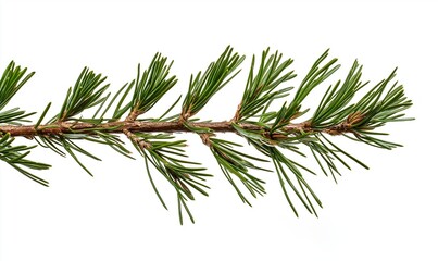 Cedar tree branch with lush green needles spreading out on a clean white background, perfect for nature and holiday-themed designs