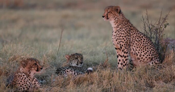 Three cheetah sitting in the African bush, one gets up and moves away
