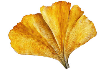 Fototapeta premium A vibrant yellow ginkgo leaf showcasing its unique fan shape and intricate texture against a transparent background.