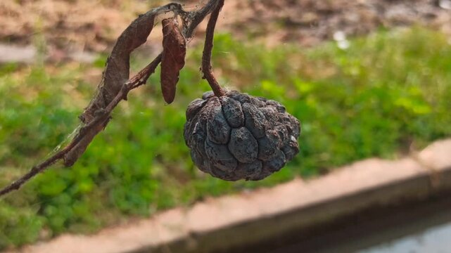 Dried Annona squamosa