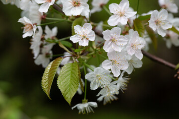 Prunus cerasus flowering tree flower, beautiful white petals tart dwarf cherry flowers in bloom. Garden fruit tree with blossom flowers