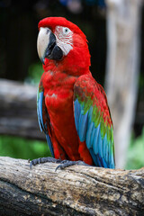 Close up head the red macaw parrot bird in garden