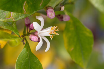 Lemon flower on the tree with blurred flowers background