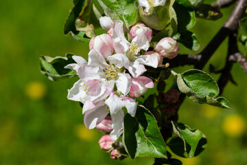 A blooming apple tree. Pink and white apple blossoms on a branch in spring. Floral spring and summer background.