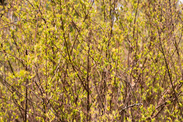 Fototapeta premium Spring forest with tree branches and young leaves on a blurred background on sunny day