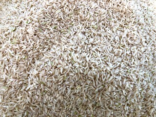 Close-Up of Uncooked Brown Rice Grains
