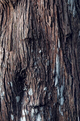 bark of a tree