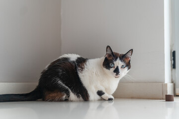 Fat black and white cat with blue eyes with a gray background