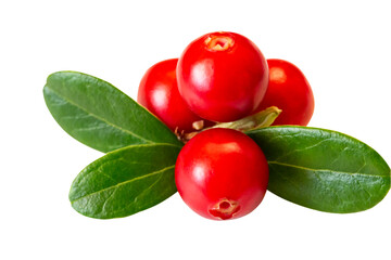 Lingonberry with leaves, isolated on white background