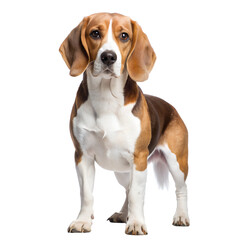 beagle, transparent background