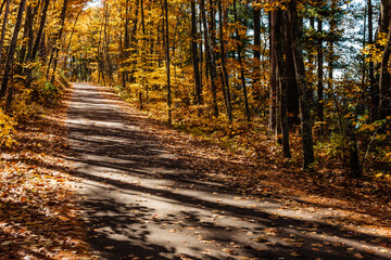 Obraz premium The rural forested road in mid-October along the eastern shoreline of Trout Lake near Boulder Junction, Wisconsin disappears into the woods atop the small hill