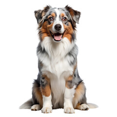 Fototapeta premium border collie puppy, Transparent background