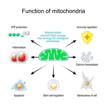 Function of mitochondria