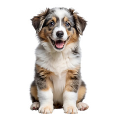 border collie puppy, Transparent background