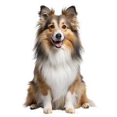 Shetland Sheepdog, Transparent background