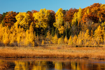 Multiple autumn colors cover the shoreline along a small stream near Arbor Vitae, Wisconsin in mid-October