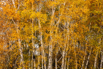 Naklejka premium Birch trees in fall at Harrington Beach State Park, Belgium, Wisconsin