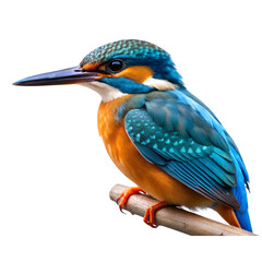 kingfisher bird, Transparent background