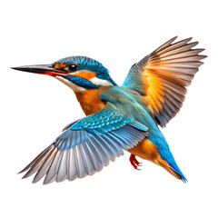 kingfisher bird, Transparent background