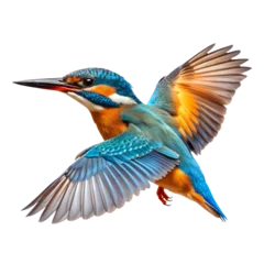 Fotobehang IJsvogel kingfisher bird, Transparent background  © Sunisadonphimai