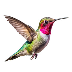 hummingbird bird, Transparent background
