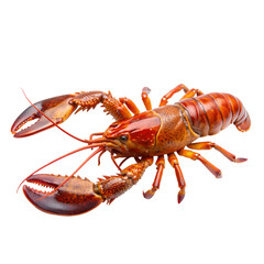 Canadian lobster, Transparent background