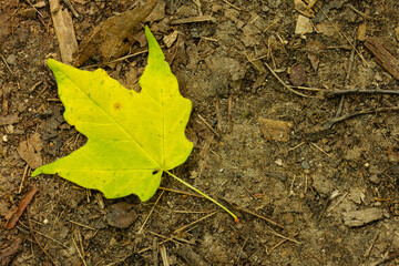 A maple leaf lies on the ground within the Pike Lake Unit, Kettle Moraine State Forest, Hartford, Wisconsin having already lost its summer green color, in early July