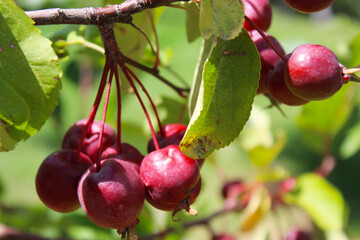 small red apples on a tree branch