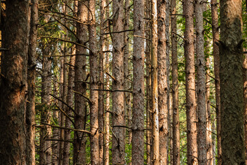 The sunshine and shadows dances off the trunks of the red pines in early July within the Pike Lake Unit, Kettle Moraine State Forest, Hartford, Wisconsin