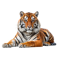 Fototapeta premium tiger, Transparent background