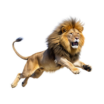 Male Lion, Transparent background