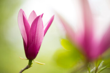 Vibrant, delicate magnolia with a soft focus magnolia in the background
