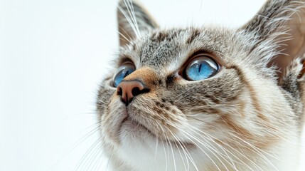 Fototapeta premium Singapura cat smallest breed with blue eyes on white background diversity in animals banner