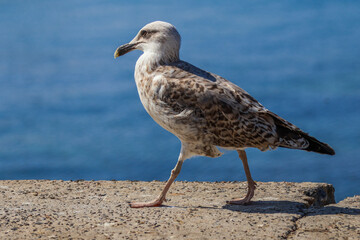A lonely seagull walks on a concrete block. A seagull walks near the sea. Close-up photo. Detailed photo. High-quality photo. Bosphorus, Turkey, Istanbul.