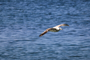 A seagull flies with its wings spread over the sea. A seagull flies over the Bosphorus. Türkiye, Istanbul.