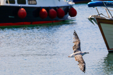 A seagull flies near yachts and boats on the sea. A seagull flies low over the sea. A seagull flies over the Bosphorus Türkiye, Istanbul.