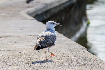 A lonely seagull walks along the embankment along the sea. Detailed photo. High quality photo. Bosphorus, Turkey, Istanbul.