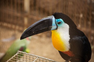 Close-up of a colorful toucan bird with a vibrant beak and feathers in a zoo setting