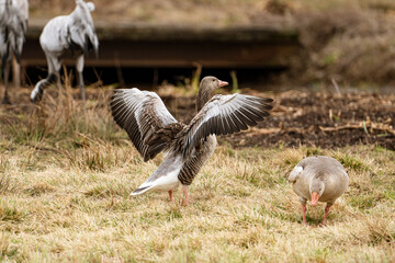 graugans (Anser anser)