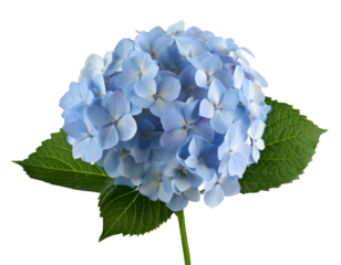 Hortensie, isoliert auf weißen Hintergrund, Freisteller, Transparent