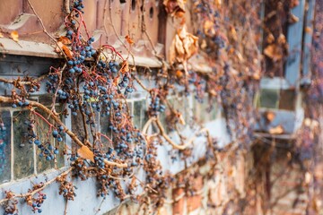 Close-up of dried grapevines with blue berries on an old brick wall during autumn