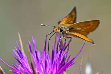 Mattscheckiger Braun-Dickkopffalter // Lulworth skipper (Thymelicus acteon) - Milos, Greece