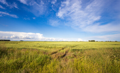 A tranquil path winds through expansive green fields as the sun rises, casting warm light across the landscape beneath a bright blue sky filled with fluffy clouds.