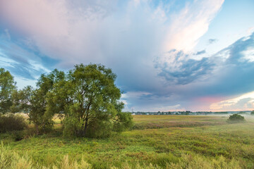 A cloudy sky with a tree in the foreground